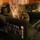 Illustration for article titled Look At These Dogs And Cats Confused By Xbox One